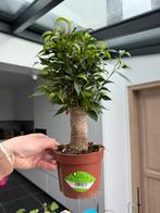 Ficus, Huis en Inrichting, Kamerplanten, Ophalen, Ficus