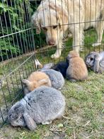 Minilop konijntjes (nog 1 grijs mannetje terug beschikbaar), Dieren en Toebehoren, Konijnen, Geslacht onbekend, Middelgroot, 0 tot 2 jaar