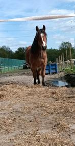 Ardenner paard, Dieren en Toebehoren, Merrie, Minder dan 160 cm, 3 tot 6 jaar, Onbeleerd