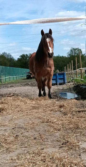 Ardenner paard  beschikbaar voor biedingen