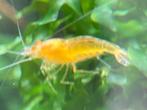 yellow king kong oe, Dieren en Toebehoren, Vissen | Aquariumvissen, Kreeft, Krab of Garnaal, Zoetwatervis, Schoolvis