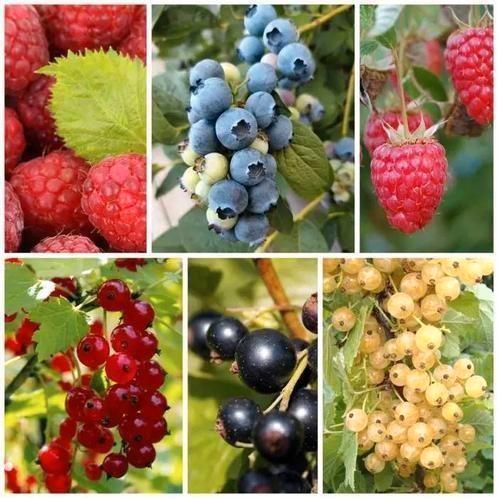 Kleinfruit ruilen, Tuin en Terras, Planten | Fruitbomen, Ophalen