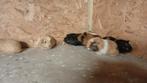 Mooie jonge cavia's, Juni, Cavia