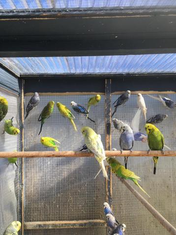 Laatste kans: HIPPE KLEUREN GRASPARKIETJES NU 16 EURO/KOPPEL, Dieren en Toebehoren, Meerdere dieren, Parkiet