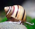 Zebra dwerg appelslakken, Escargot ou Mollusque