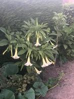 Brugmansia / Engelentrompet WIT, Ophalen