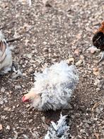 Cochin kriel krul haantje, Dieren en Toebehoren