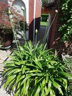 Agapanthus, Ophalen