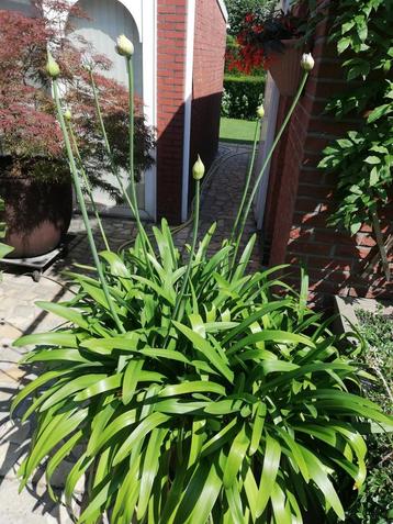 Agapanthus beschikbaar voor biedingen