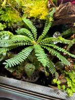 Biophytum sensitivum (terrarium plant), Ophalen, Nieuw, Overige typen