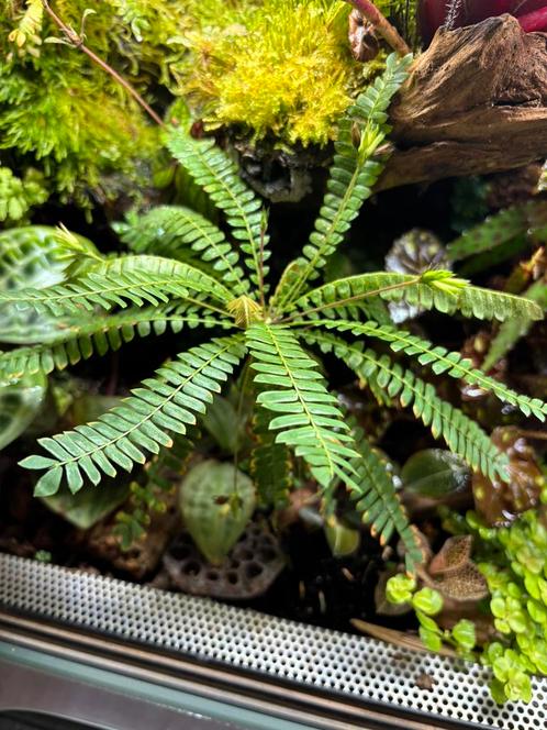 Biophytum sensitivum (terrarium plant), Dieren en Toebehoren, Reptielen en Amfibieën | Toebehoren, Nieuw, Overige typen, Ophalen