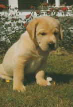 HOND    1, Verzamelen, Postkaarten | Dieren, Verzenden, Ongelopen, Hond of Kat