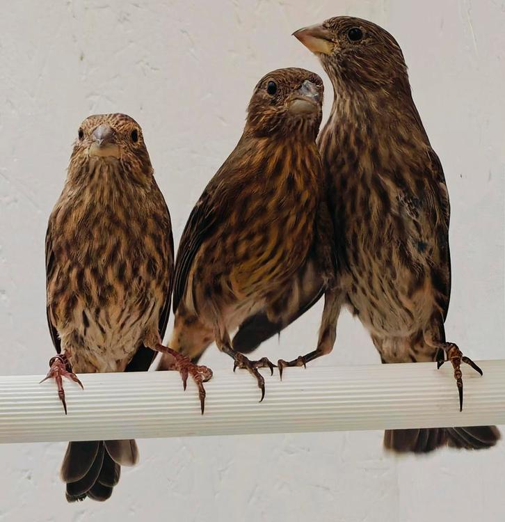 Mexicaanse roodmussen, Dieren en Toebehoren, Vogels | Overige Vogels, Meerdere dieren, Geringd