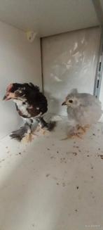 Te koop: koppel Baardkriel kippen, Dieren en Toebehoren, Pluimvee