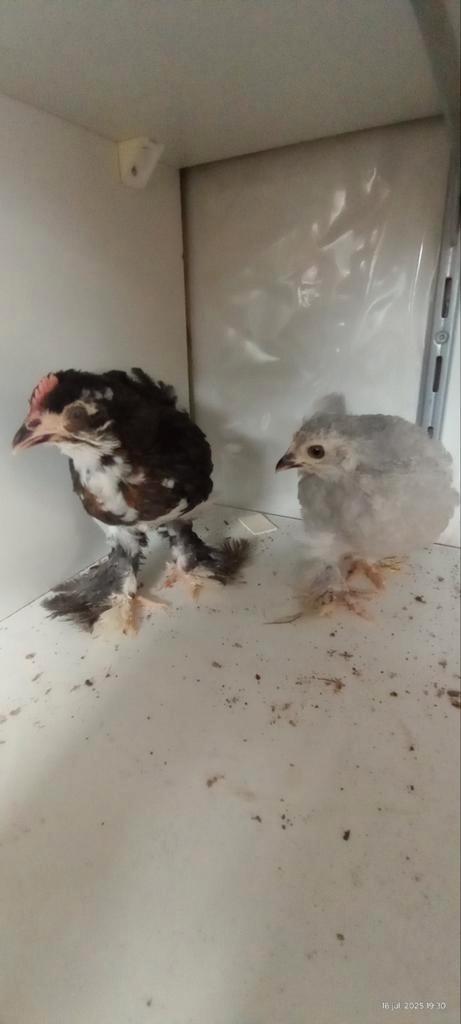 Te koop: koppel Baardkriel kippen, Dieren en Toebehoren, Pluimvee