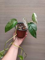 Epipremnum pinnatum albo variegata, Huis en Inrichting, Kamerplanten, Ophalen of Verzenden