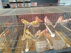 KANARIES, Dieren en Toebehoren, Kleurkanarie