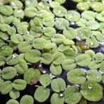 Salvinia Minima | Drijvende plant, Dieren en Toebehoren, Vissen | Aquaria en Toebehoren, Ophalen of Verzenden, Nieuw, Plant(en), Steen of Hout