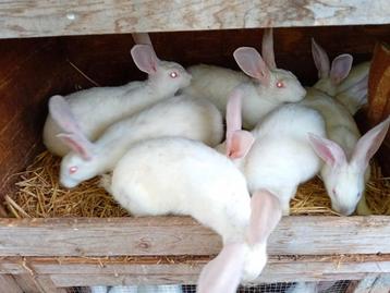 Jonge vleeskonijnen (slachtrijp) beschikbaar voor biedingen