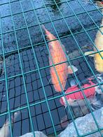 Japanse koi 80 cm tel 0484508252, Dieren en Toebehoren