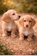 teckel pups,red-cream,langhaar,reutjes, Chien (mâle), Hépatite contagieuse (maladie de Rubarth), Belgique, Poils longs