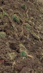 Gratis aarde - aanvulgrond, Tuin en Terras, Overige Tuin en Terras, Ophalen, Nieuw