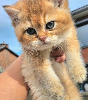 Chatons britanniques à poil court avec pedigree 