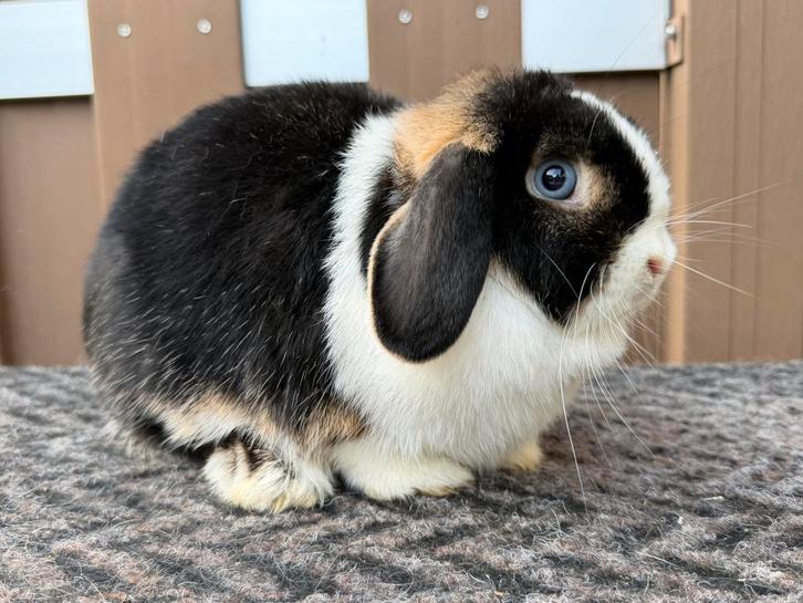 Prachtige & erg lieve Minilop voedster met blauwe ogen, Dieren en Toebehoren, Konijnen, Dwerg, Vrouwelijk, 0 tot 2 jaar, Hangoor