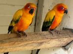 Magnifique couple conures de soleil 2018-2021, Animaux & Accessoires, Oiseaux | Perruches & Perroquets, Perruche, Bagué