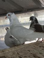 Capucynduifje, Dieren en Toebehoren