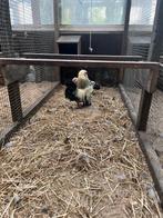 Watermalse baardkrielen, Dieren en Toebehoren, Pluimvee