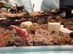 Kweekgroep Neocaridina davidi – Vuurgarnaal, Dieren en Toebehoren