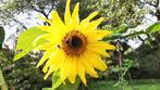 Graines de tournesol, Enlèvement ou Envoi