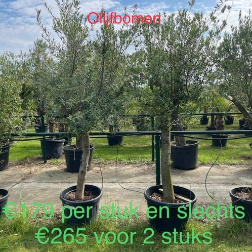 2 Olijfbomen aan super prijzen!, Tuin en Terras, Planten | Bomen, Olijfboom, Ophalen