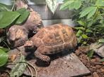 Geelkop landschildpad, Dieren en Toebehoren