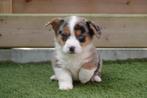 Prachtige Welsh Corgi Cardigan pups (ouders aanwezig), Dieren en Toebehoren, Honden | Herdershonden en Veedrijvers, België, Overige rassen