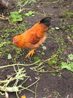 new hampshire haan, Dieren en Toebehoren, Pluimvee