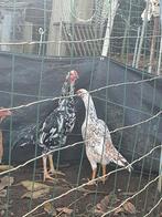 Shamo, Poule ou poulet