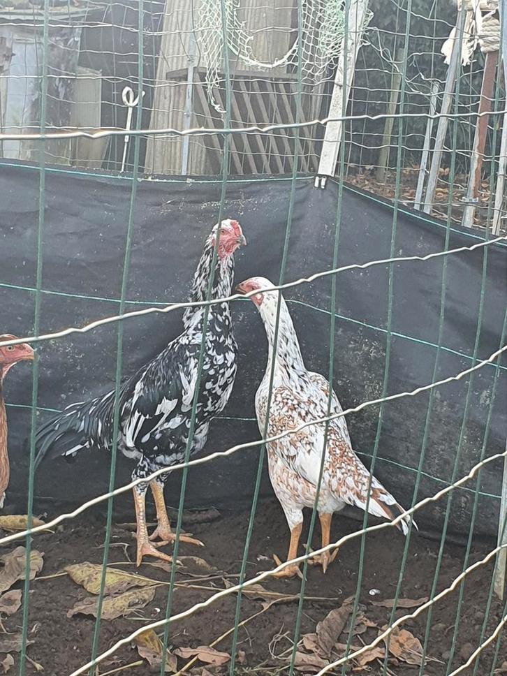 Shamo, Animaux & Accessoires, Volatiles, Poule ou poulet