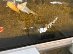 Pêche aux carpes koï, Animaux & Accessoires, Poissons | Poissons d'étang, Carpe ou Koï