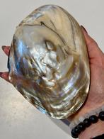 Schelp, Verzamelen, Mineralen en Fossielen, Ophalen