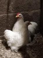 cochin koppel, Dieren en Toebehoren, Pluimvee