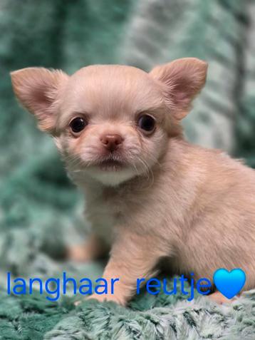 Prachtige langharige chihuahua pups, België, Fokker | Hobbymatig, CDV (hondenziekte), 8 tot 15 weken