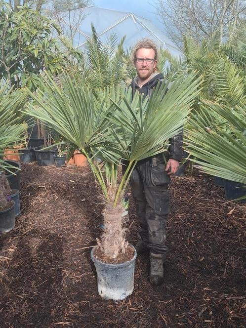 Winterharde palmboom,hele mooie kwaliteit, Tuin en Terras, Planten | Bomen, Ophalen of Verzenden