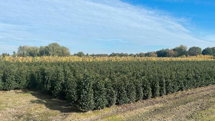 Professioneel gekweekte Portugese Laurier Oisterwijk, Tuin en Terras, Planten | Struiken en Hagen, Haag, Laurier, Ophalen of Verzenden