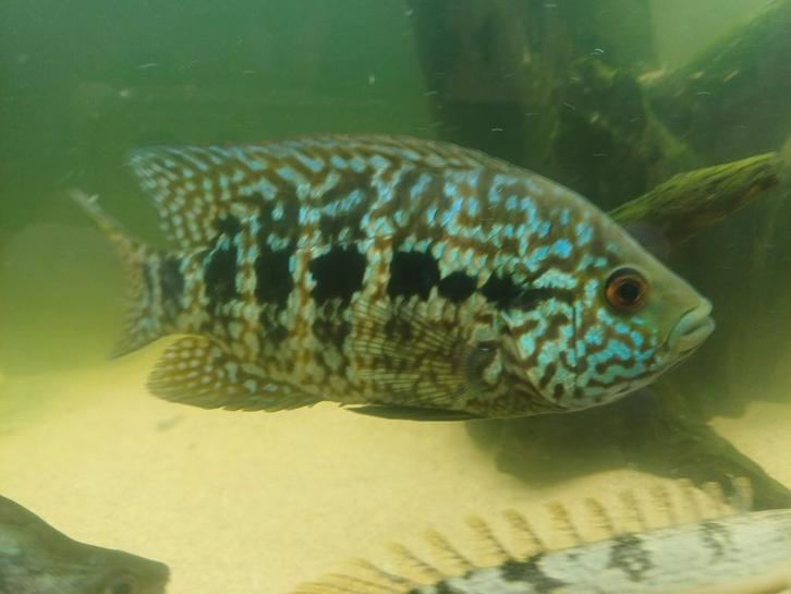 Jaguar en mesvis, Dieren en Toebehoren, Vissen | Aquariumvissen, Vis
