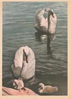 ZWANEN  MET  JONGEN  UIT  RUSLAND, Verzamelen, Postkaarten | Dieren, Verzenden, Ongelopen, Vogel