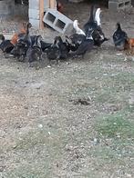 Jonge barberie eenden 2025, Dieren en Toebehoren, Pluimvee