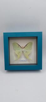 Actias dans un cadre bleu, Collections, Collections Animaux, Enlèvement ou Envoi