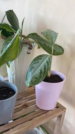 Aglaonema kamerplant, Huis en Inrichting, Kamerplanten, Ophalen